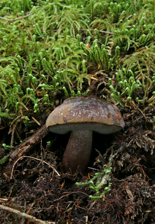 荒野维生野菜系列——紫盖粉孢牛肝菌