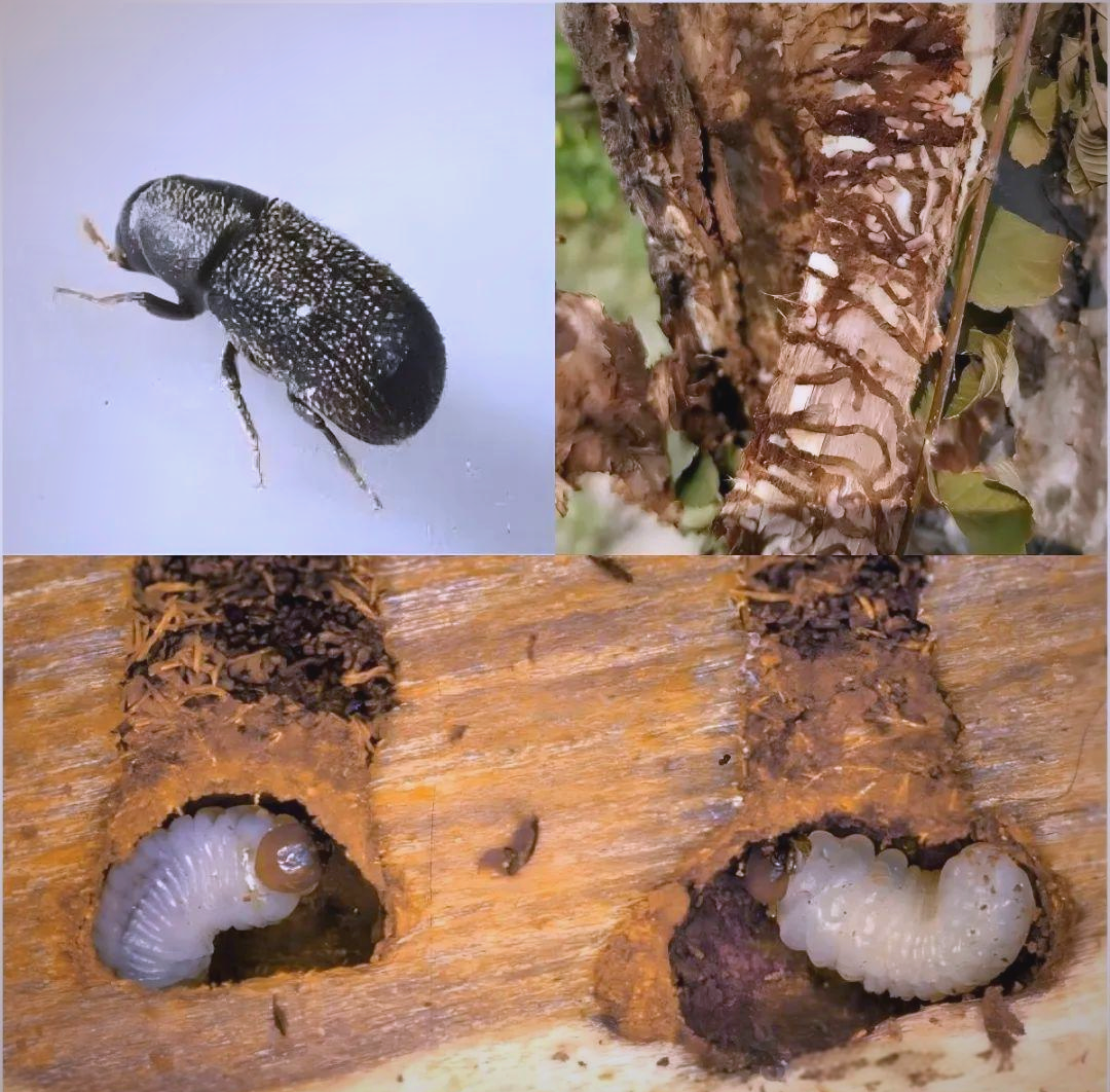 如何有效防治蛀干害虫,保护植物健康生长