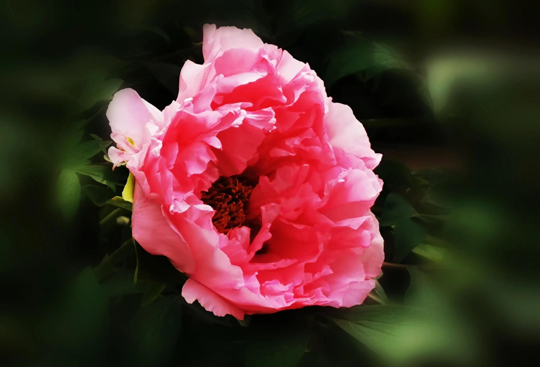 兴庆宫的牡丹美,还是华为手机出大片,这组九宫格牡丹花特别养眼养心吧