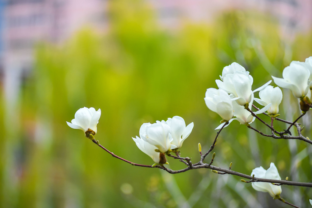 京城白玉蘭何時開?城區預計3月20日左右