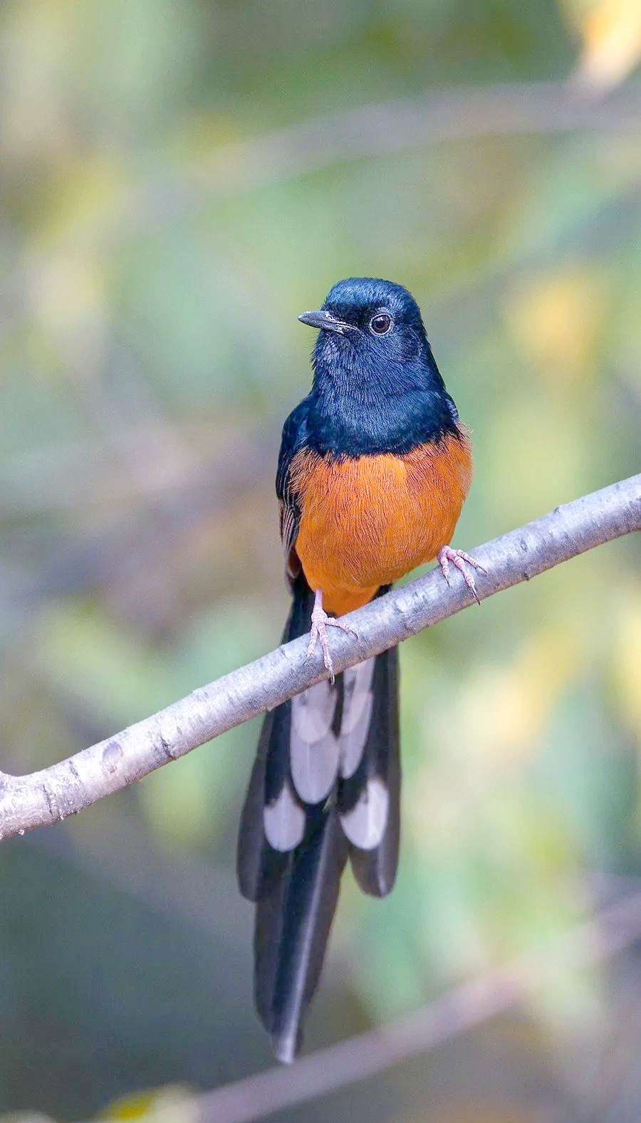 白腰鹊鸲:从北京逃逸看保护野生动物的重要性