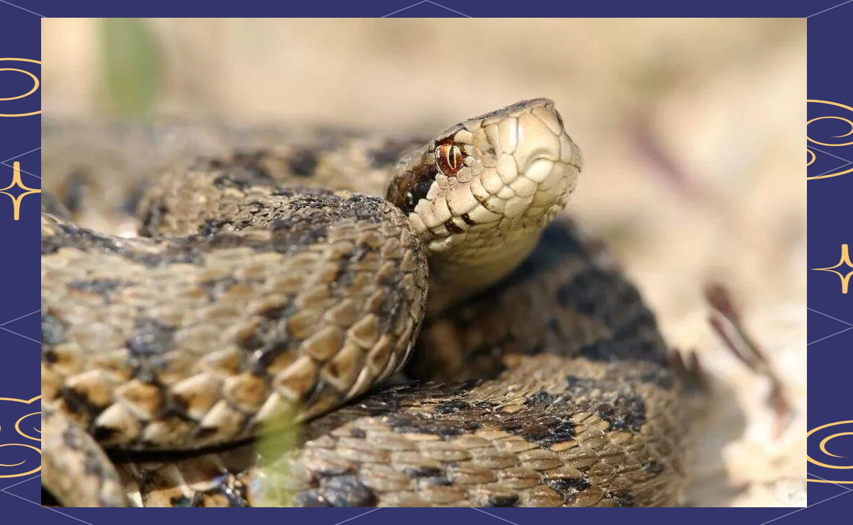 春季蛇类活跃:如何应对蛇咬伤的紧急情况