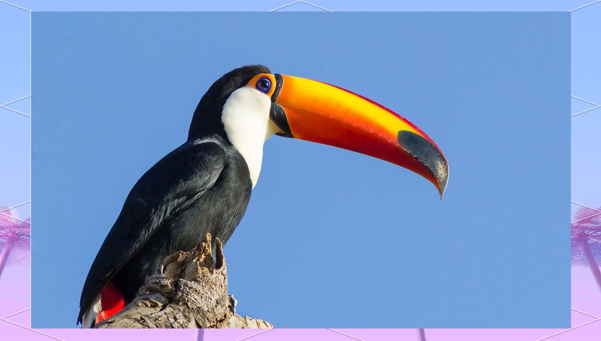 世界上嘴巴巨大的鸟类