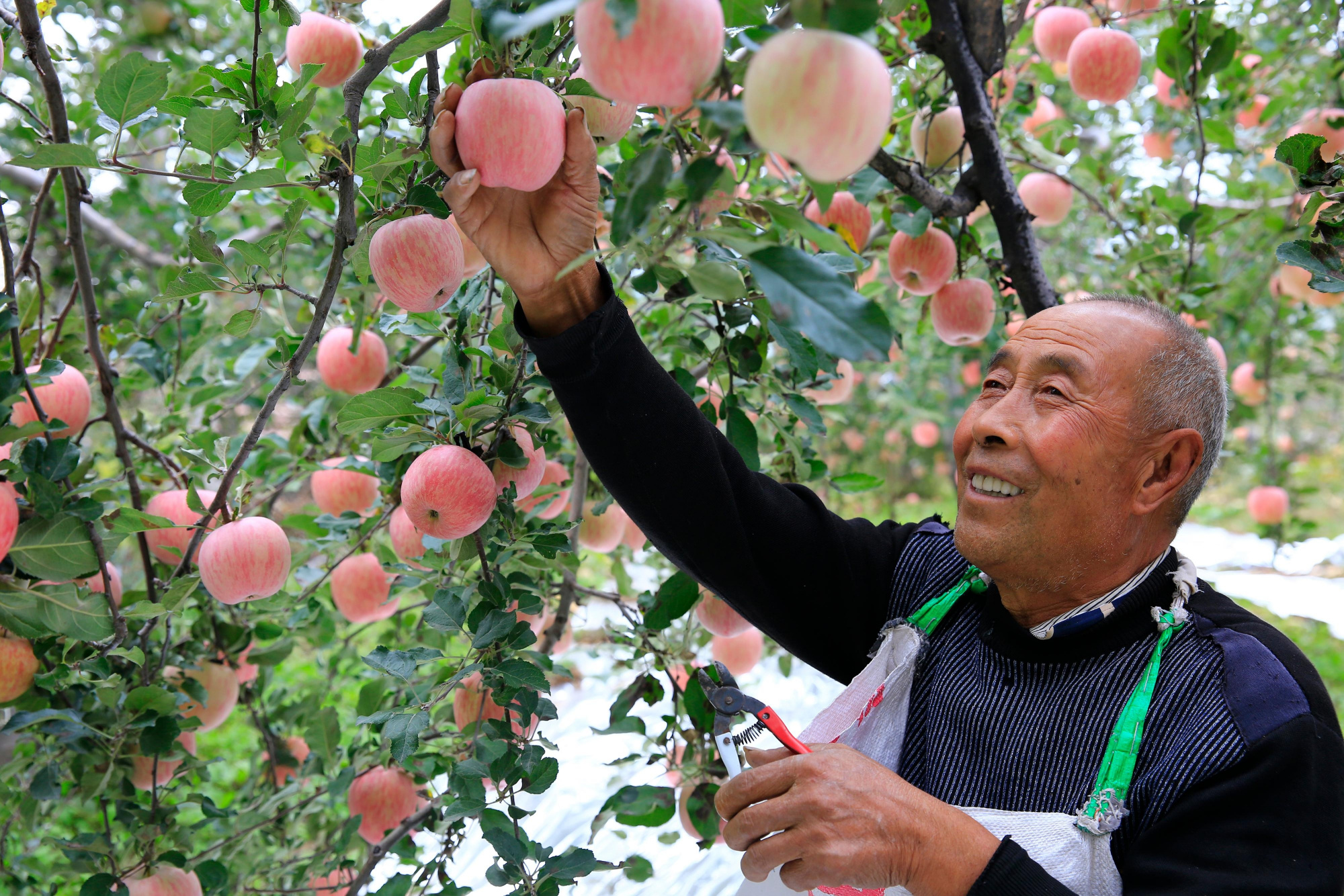芮城果农喜摘丰收果