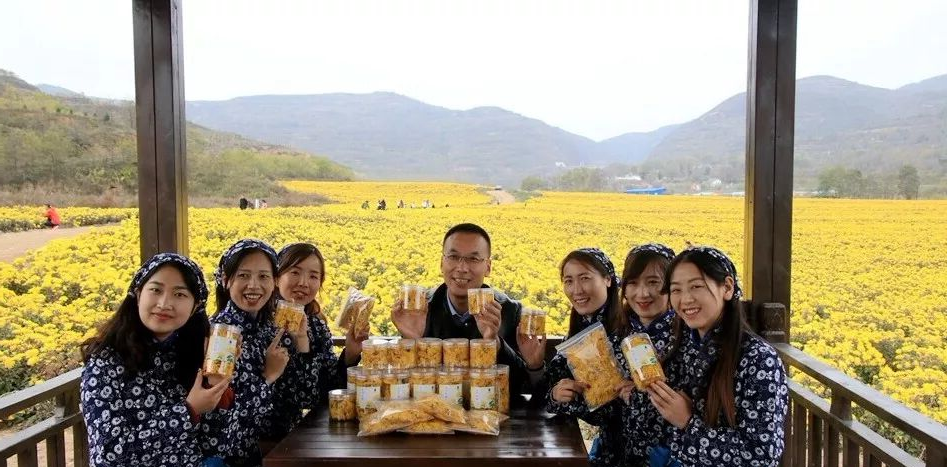 金丝皇菊的价位