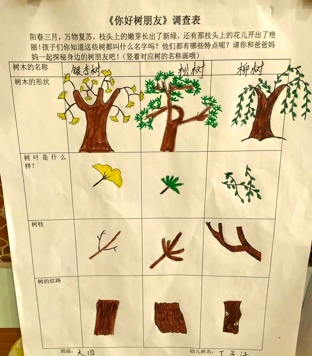 南京森森药大幼儿园大四班:探索多彩树世界,感受自然之美