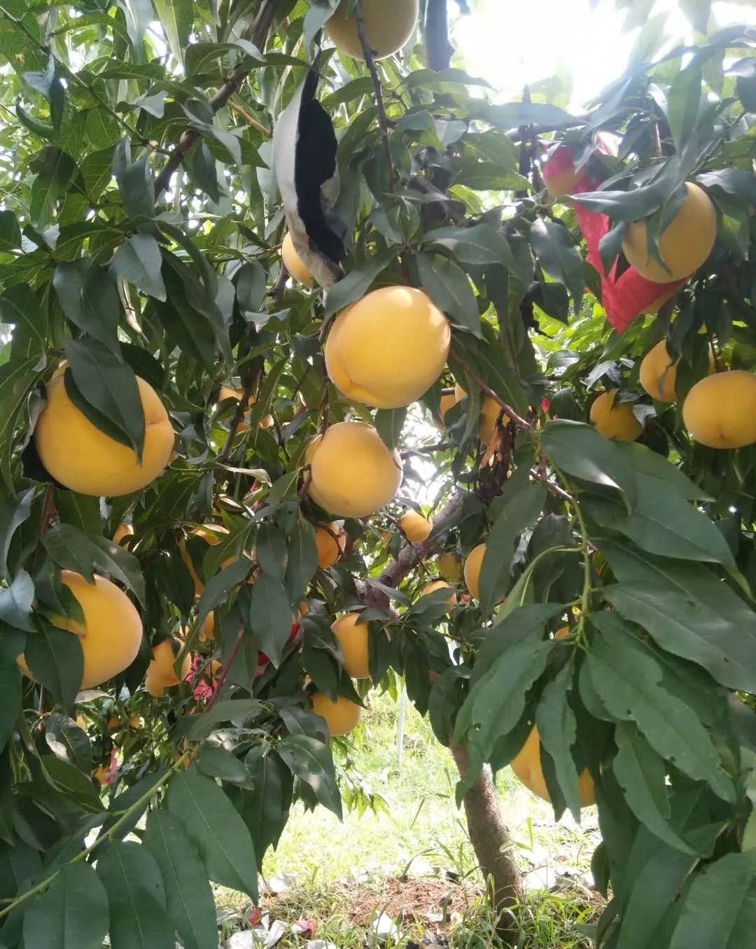 茁壮成长!黄桃品种的娇子,中桃金甜桃树苗震撼上市!