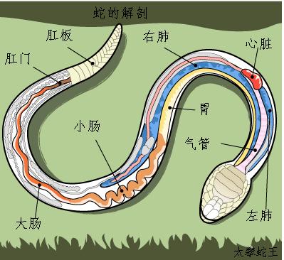 世界上最大的蛇是什么,有克星以克制它们吗?