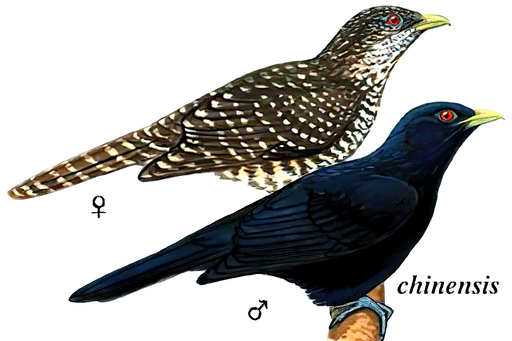 在形态上,噪鹃的雄鸟与雌鸟呈现出显著差异