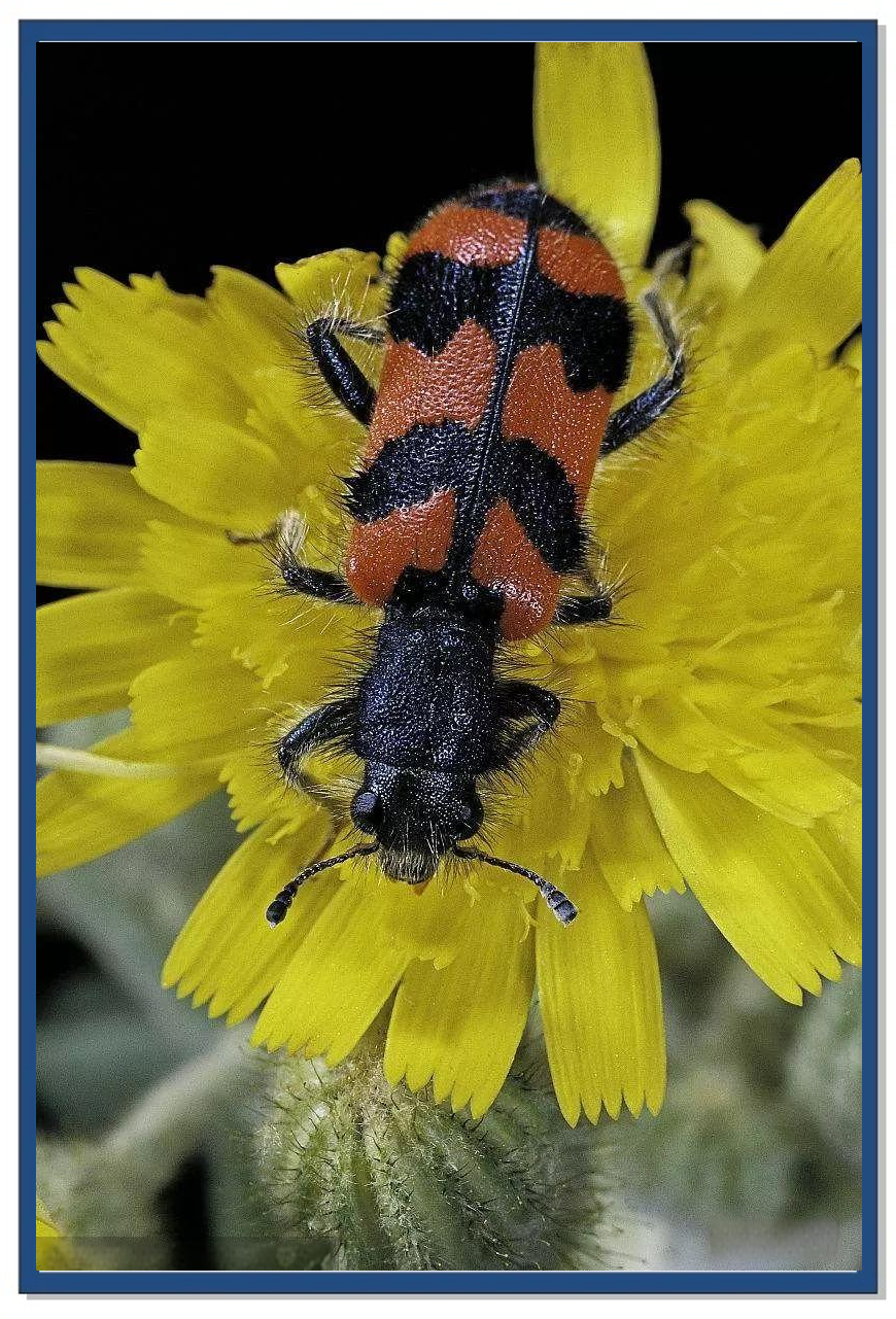 昆虫触角:多样形状揭示生物奥秘