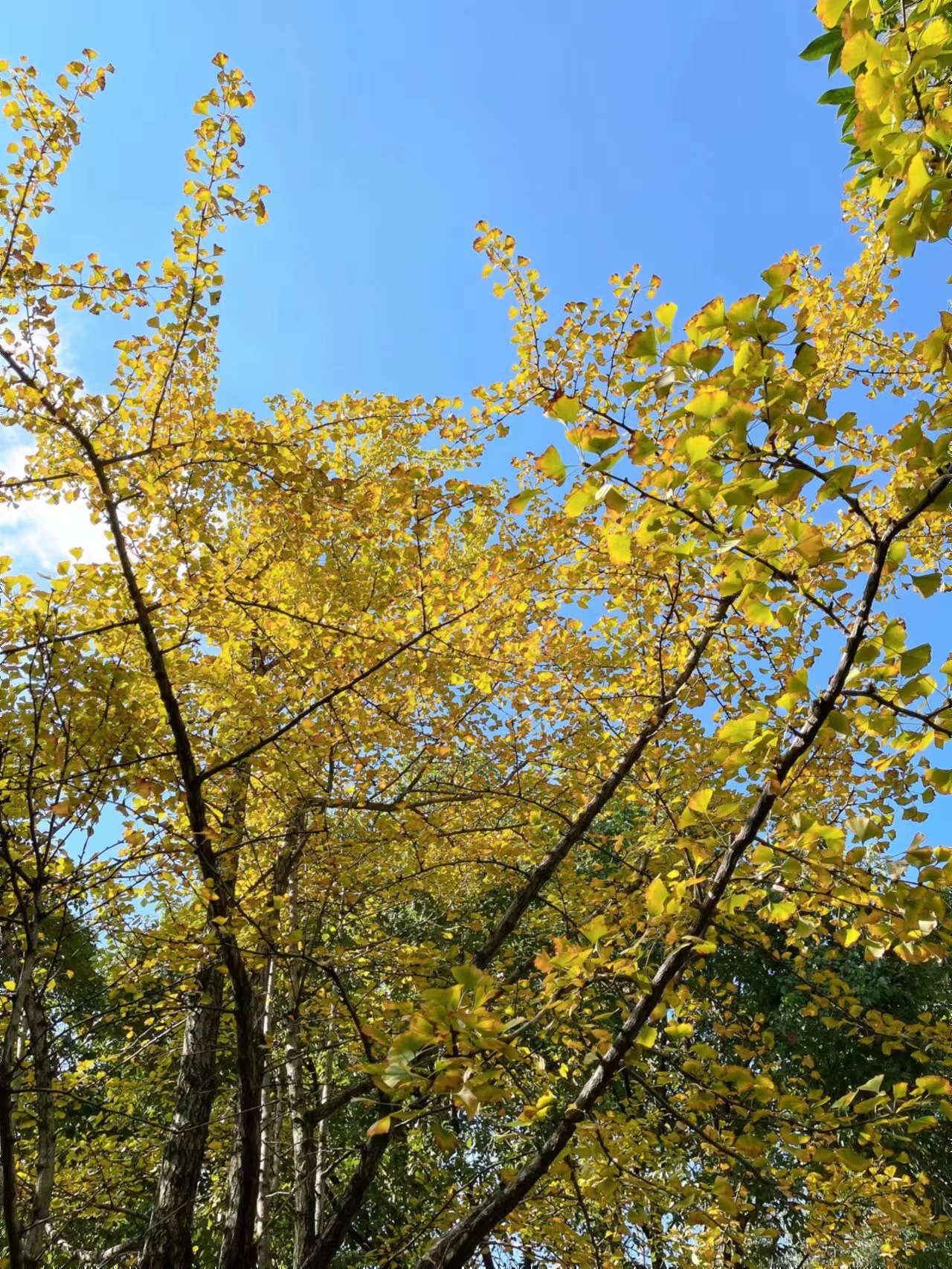 良渚美丽洲公园:杭州最美的秋天净收眼底