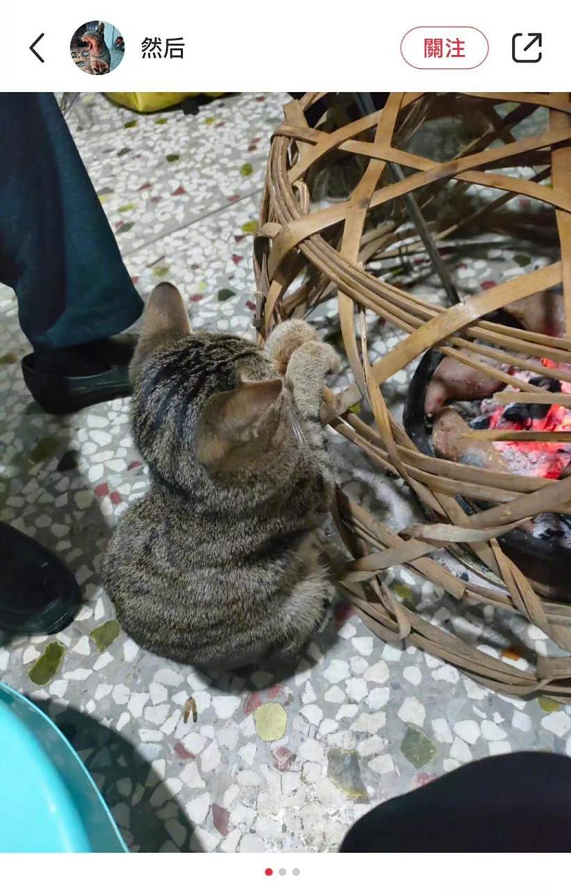 烤火的小猫咪,还知道搭手手,可爱死了.[可怜]