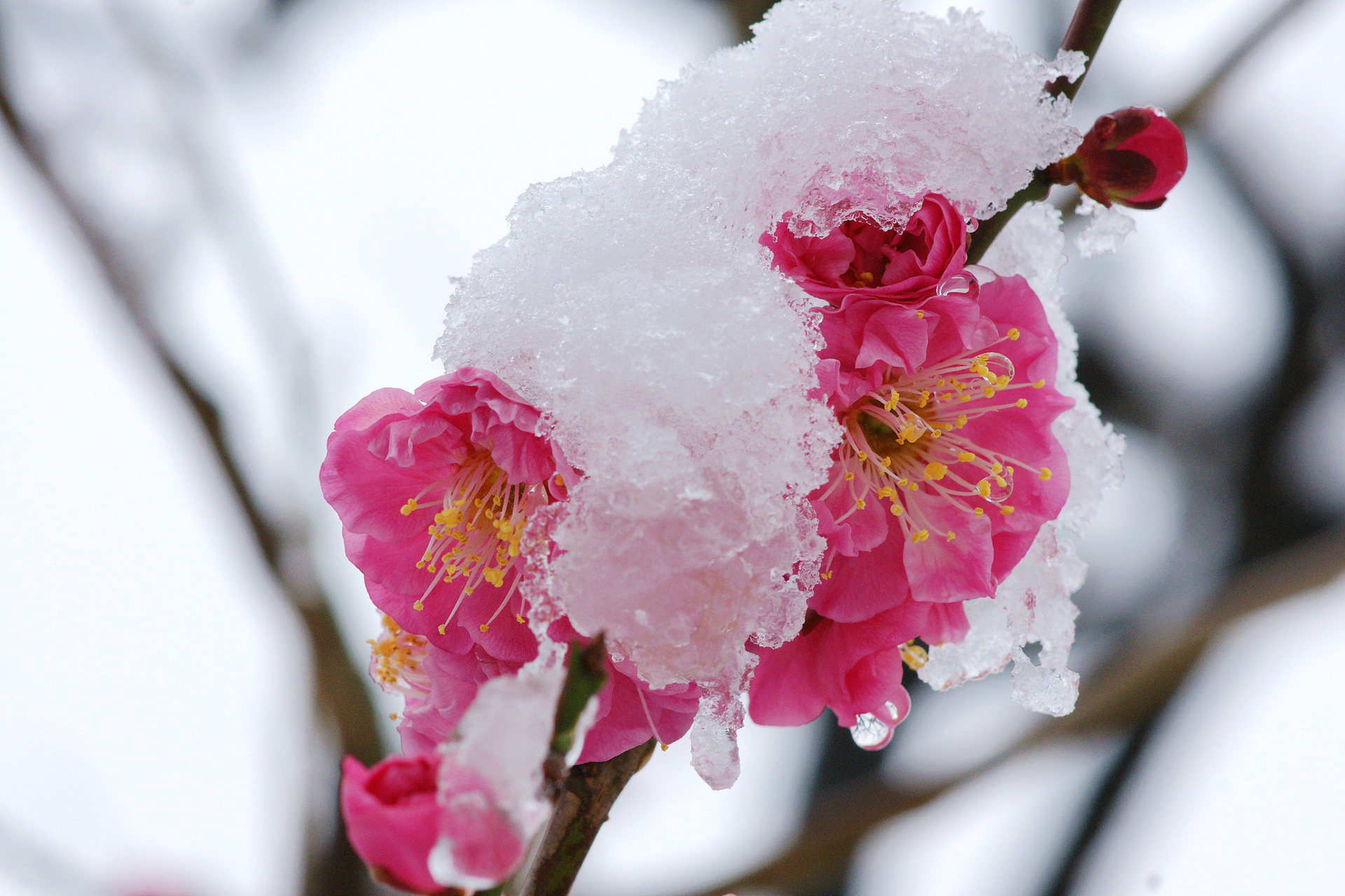 梅雪图片唯美图片