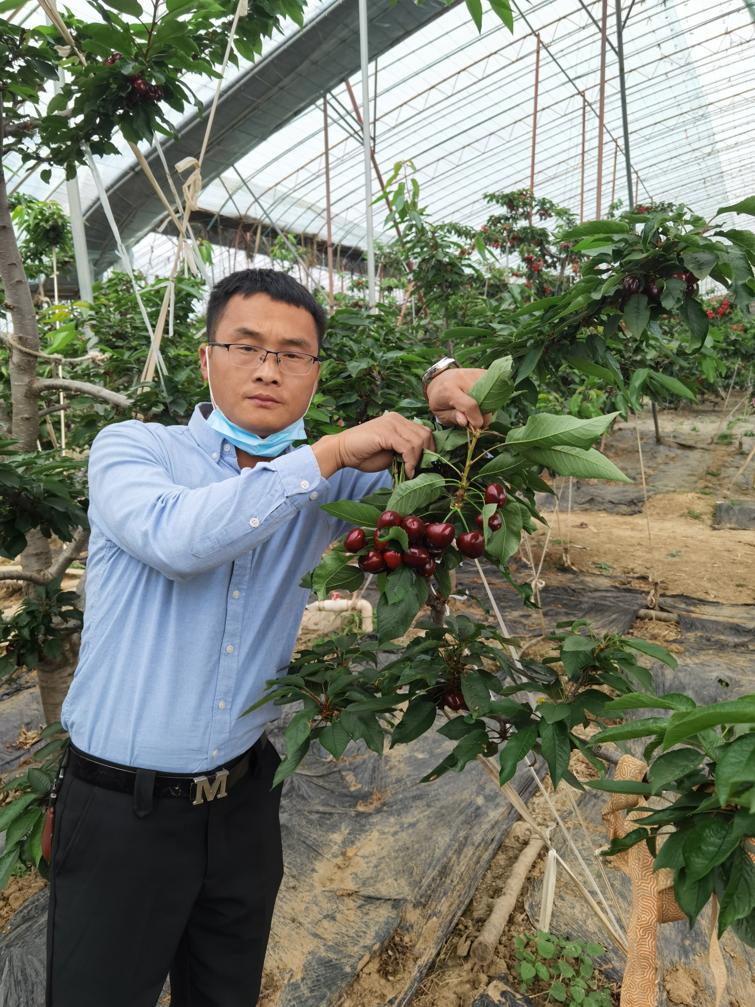 图雷拉樱桃树冬季修剪疏枝的方法 矮化图雷拉樱桃苗报价