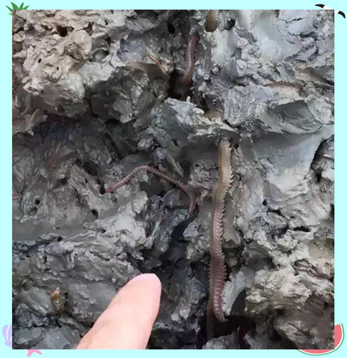 海蜈蚣养殖出口,开启舟山渔民致富新篇章