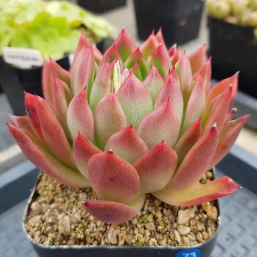 多肉品种:雨滴,纸风车,相府莲,小红船,香草比斯