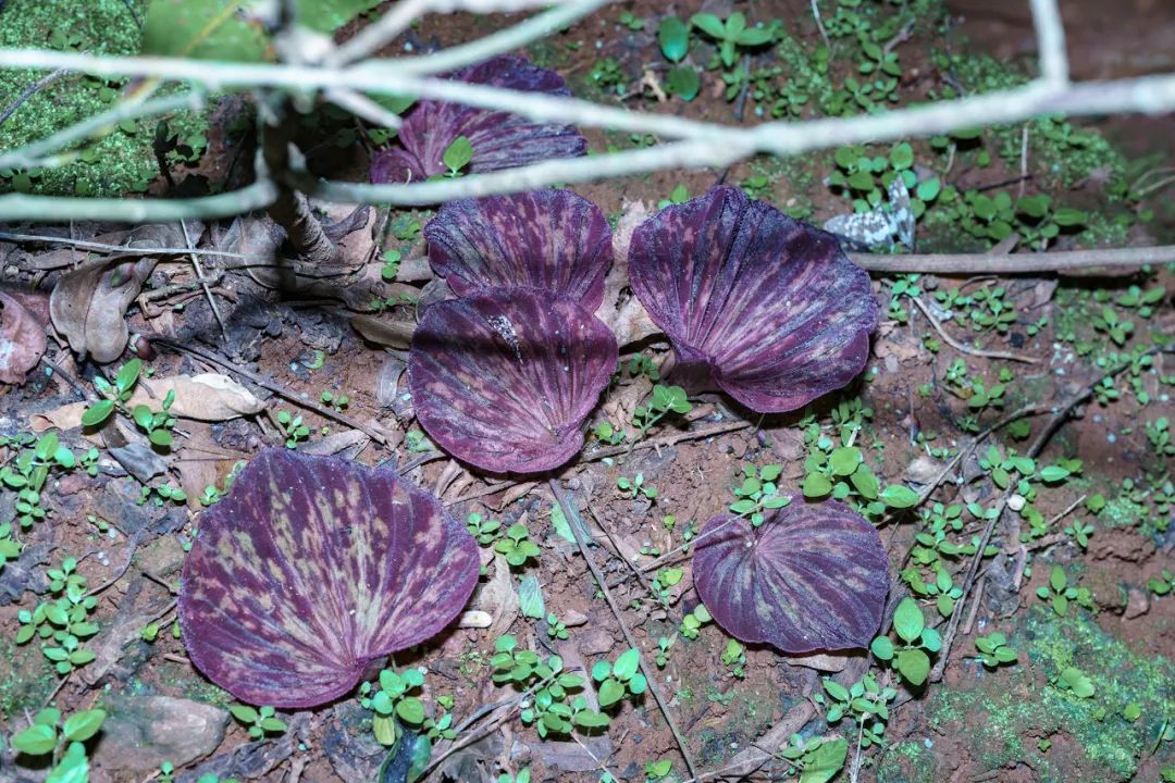 花叶两不见龙陵首次发现芋兰属植物毛叶芋兰