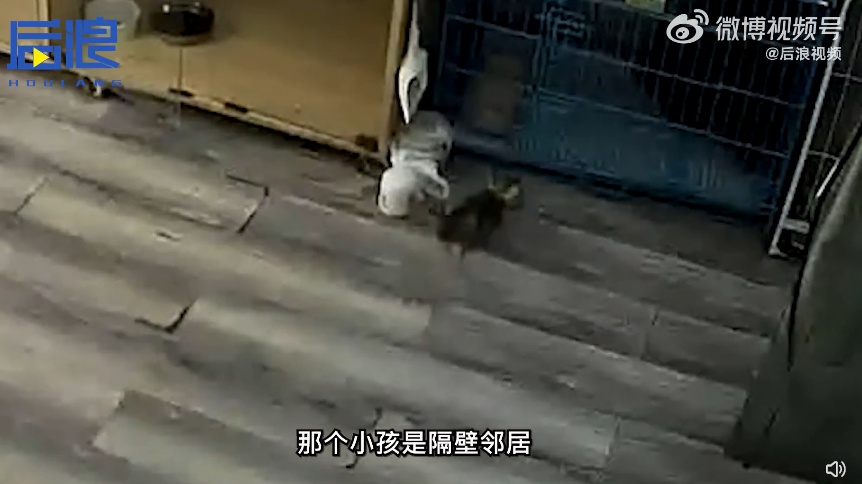 2名男孩趁没人私闯宠物店暴力摔猫,抓起来反复摔,店主回应:是隔壁邻居