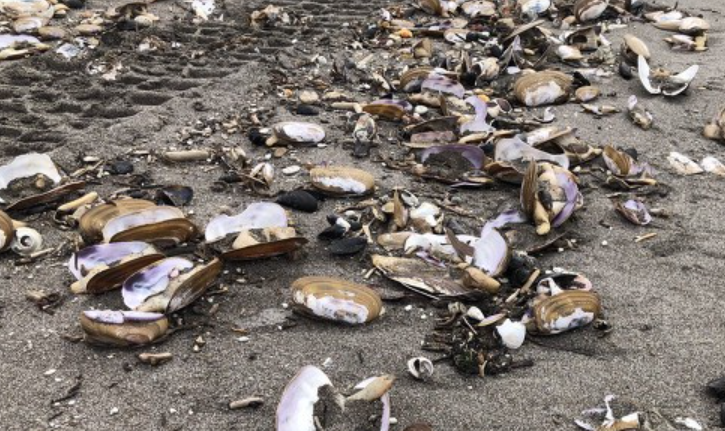 专家:加拿大热浪下或有超10亿海洋动物死亡