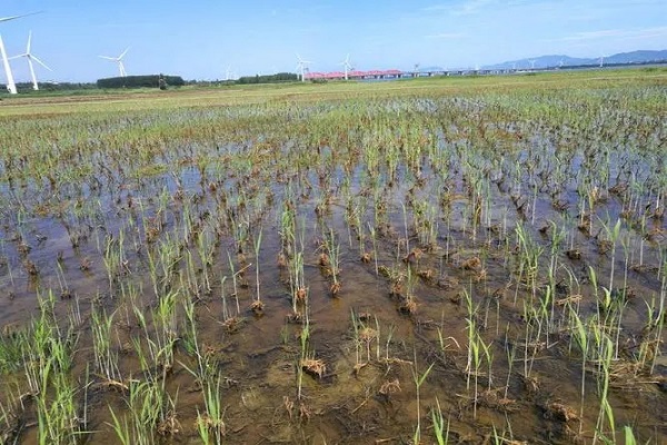 芦苇种植北京图片