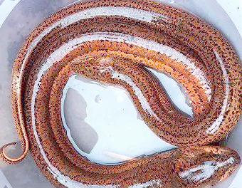 发现罕见大黄鳝,长 0.8 米重 2.5 斤,形似大蛇引弋阳人围观!