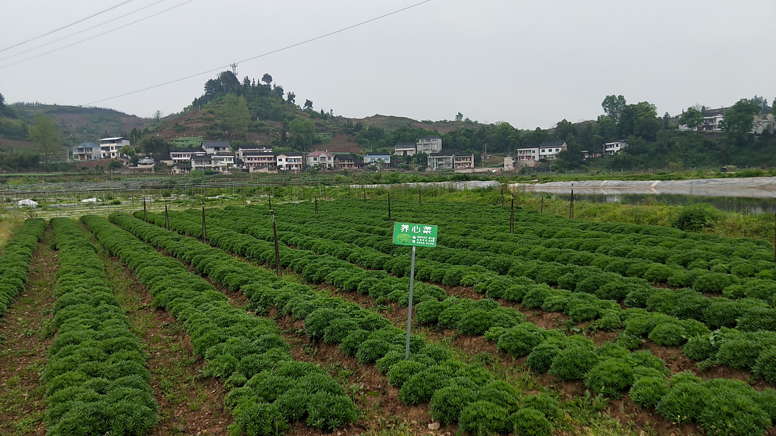 全国野菜种植基地图片