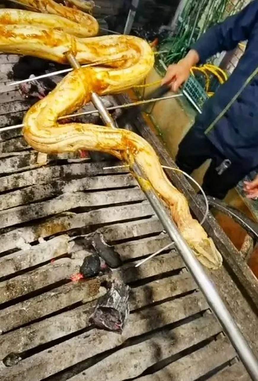 如果不是黄金蟒,其它品种的蟒可以烧烤吗?