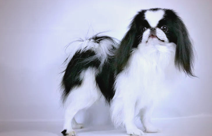 日本狆:探寻昔日皇家小猎犬的贵族气质