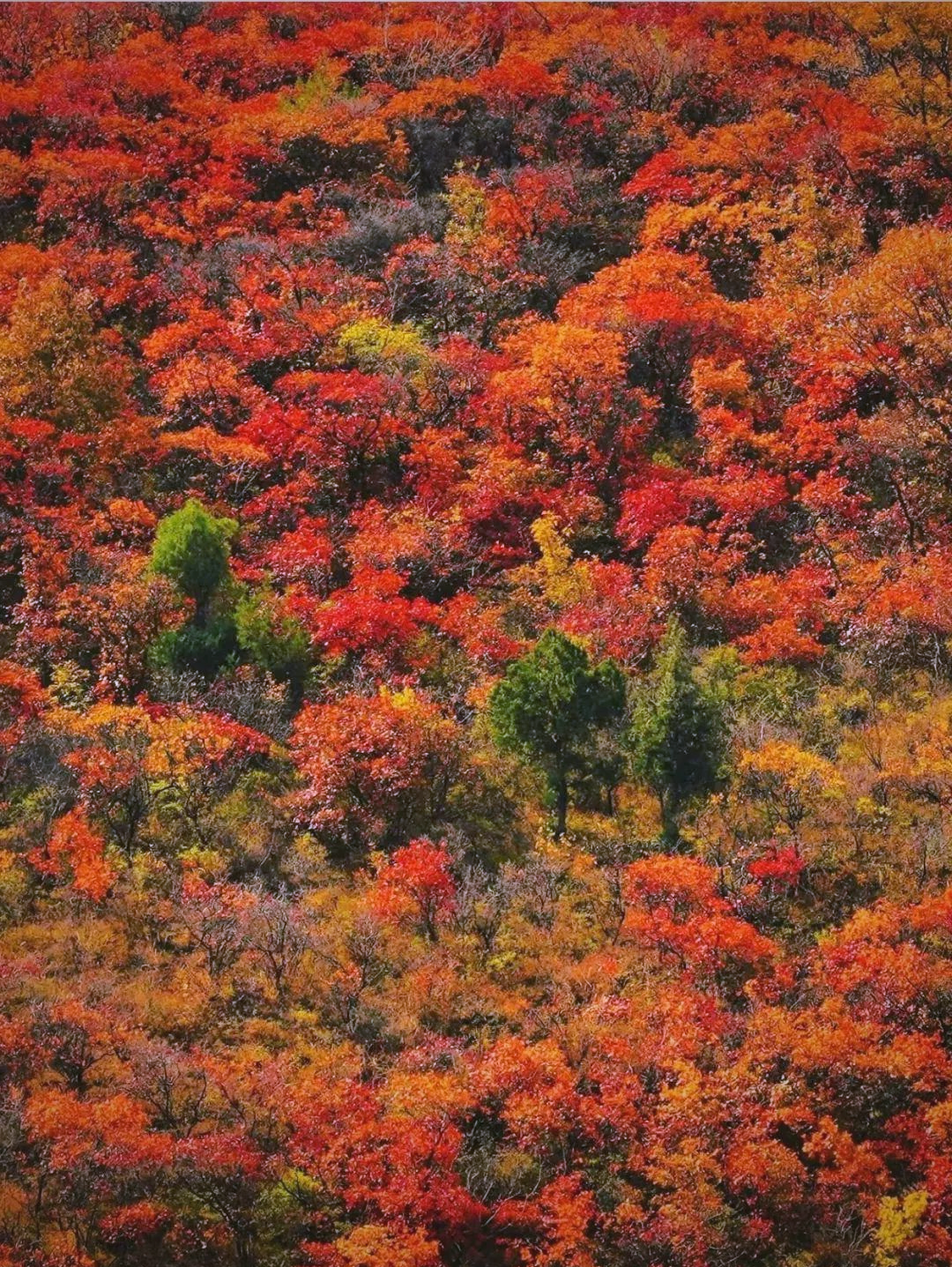 北京西山国家森林公园红叶盛景,漫山遍野如火如锦,美景超赞
