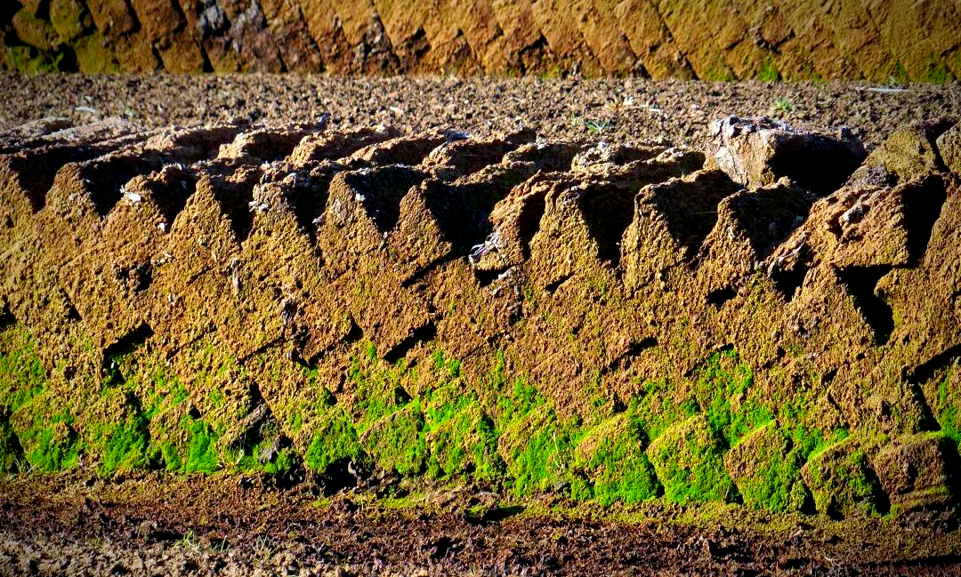 泥炭沼泽:独特生态系统的重要性与保护策略