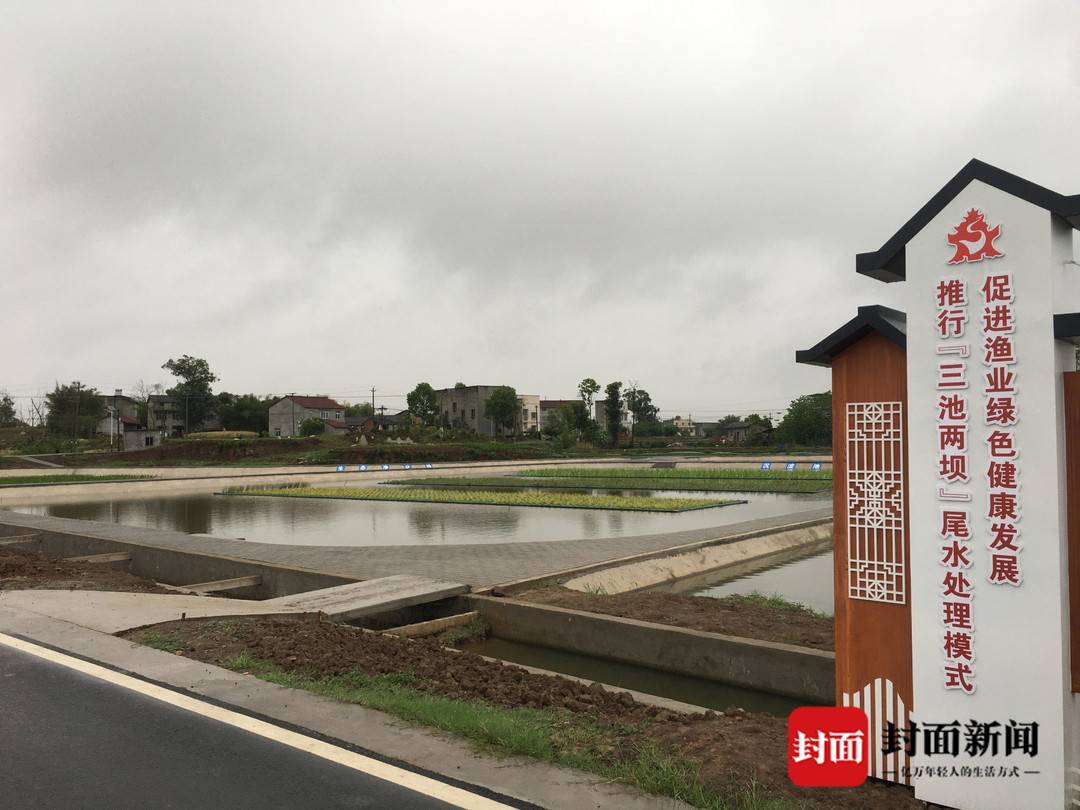 好水出好虾 四川隆昌"三池两坝"处理渔业尾水变"生态活水"