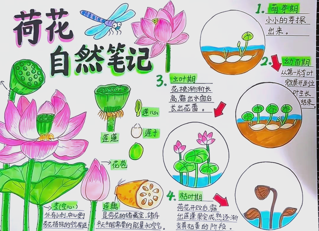 植物生长记录手抄报制作指南与创意分享