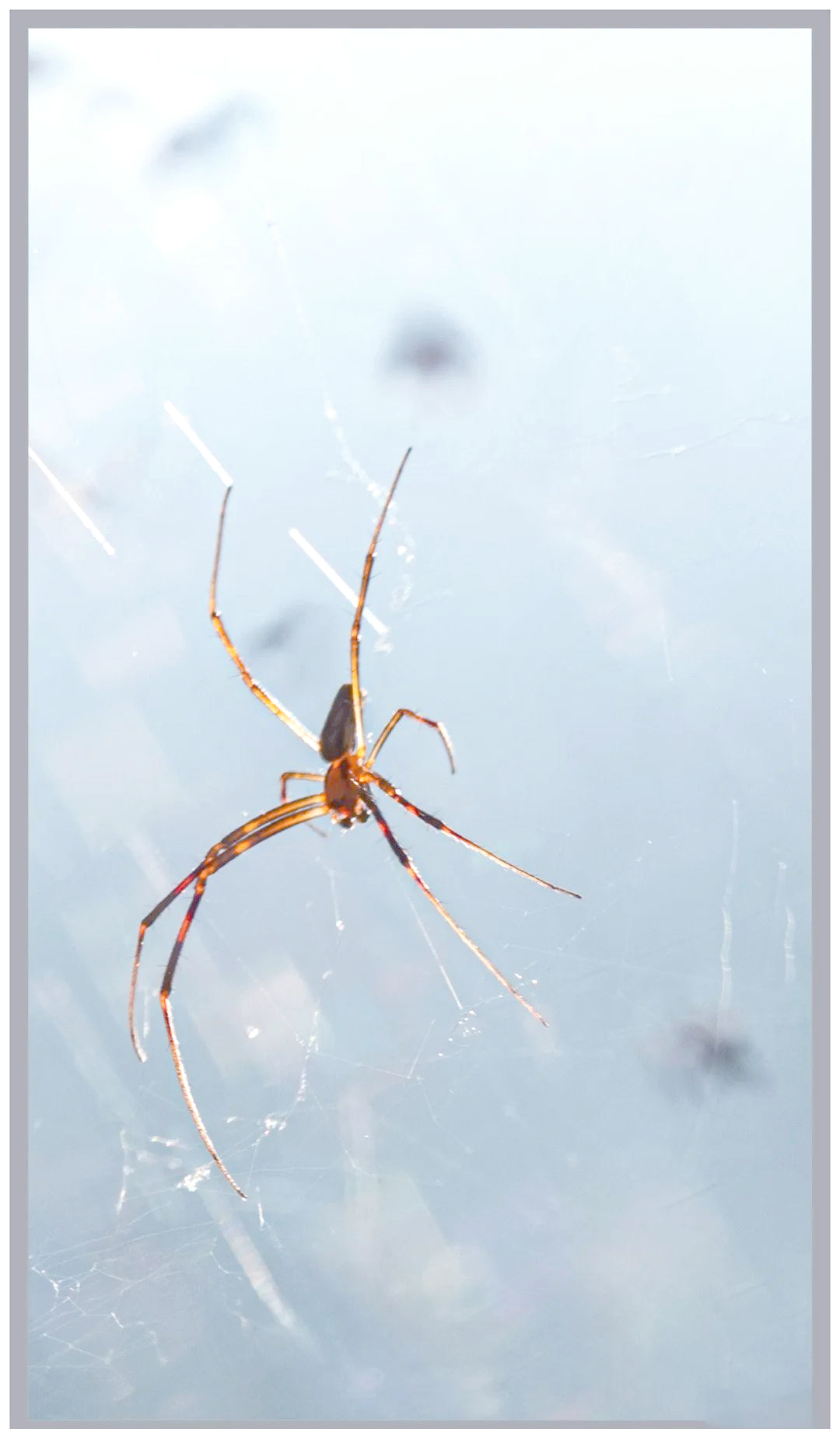 蜘蛛:节肢动物的多样性与重要性