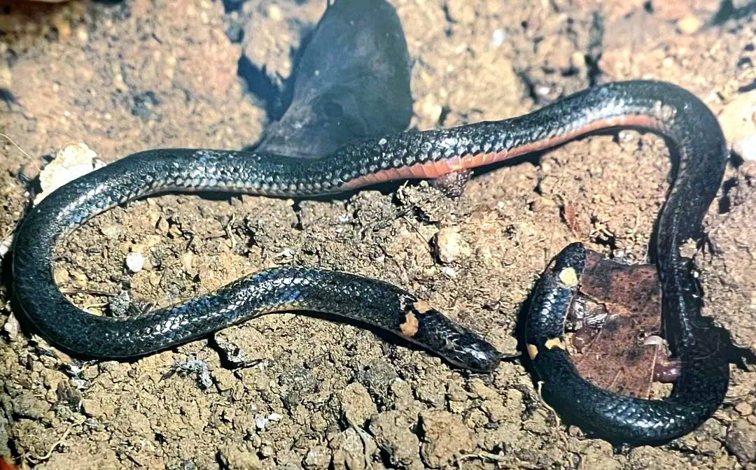 探索蛇类世界:两头蛇属的奥秘与多样性