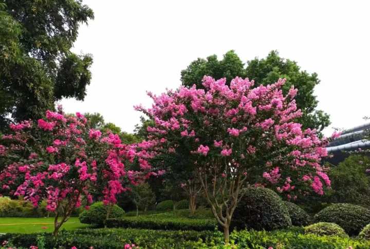 来了来了,紫薇来了,杭州城北体育公园的紫薇开得很美