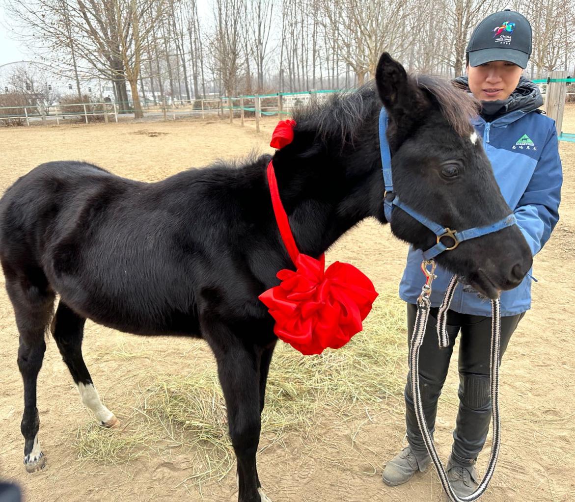 中国首匹登记克隆温血马在京与市民见面