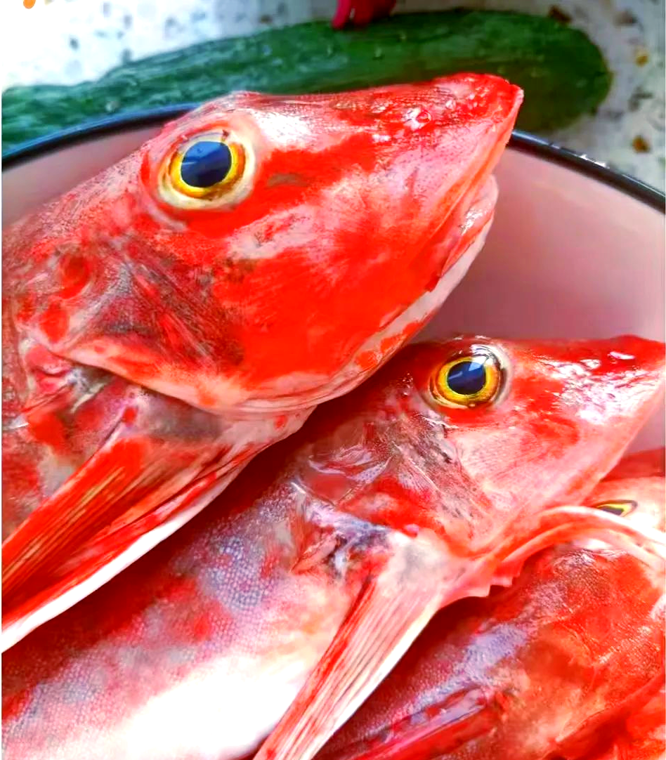 这种身披红色"羽翼"的海鱼,不仅色彩夺目,更因独特的鱼鳍设计而备受