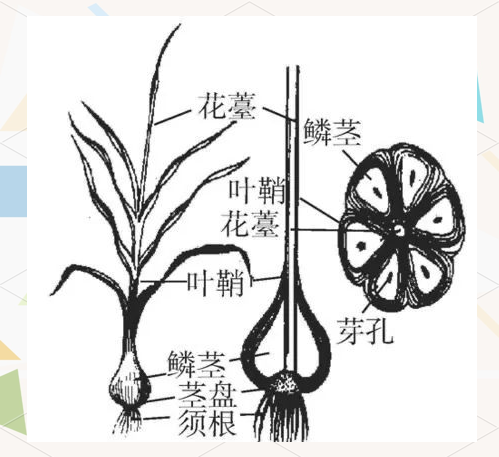 孩子们的奇妙大蒜之旅:从种植到收获的全程记录