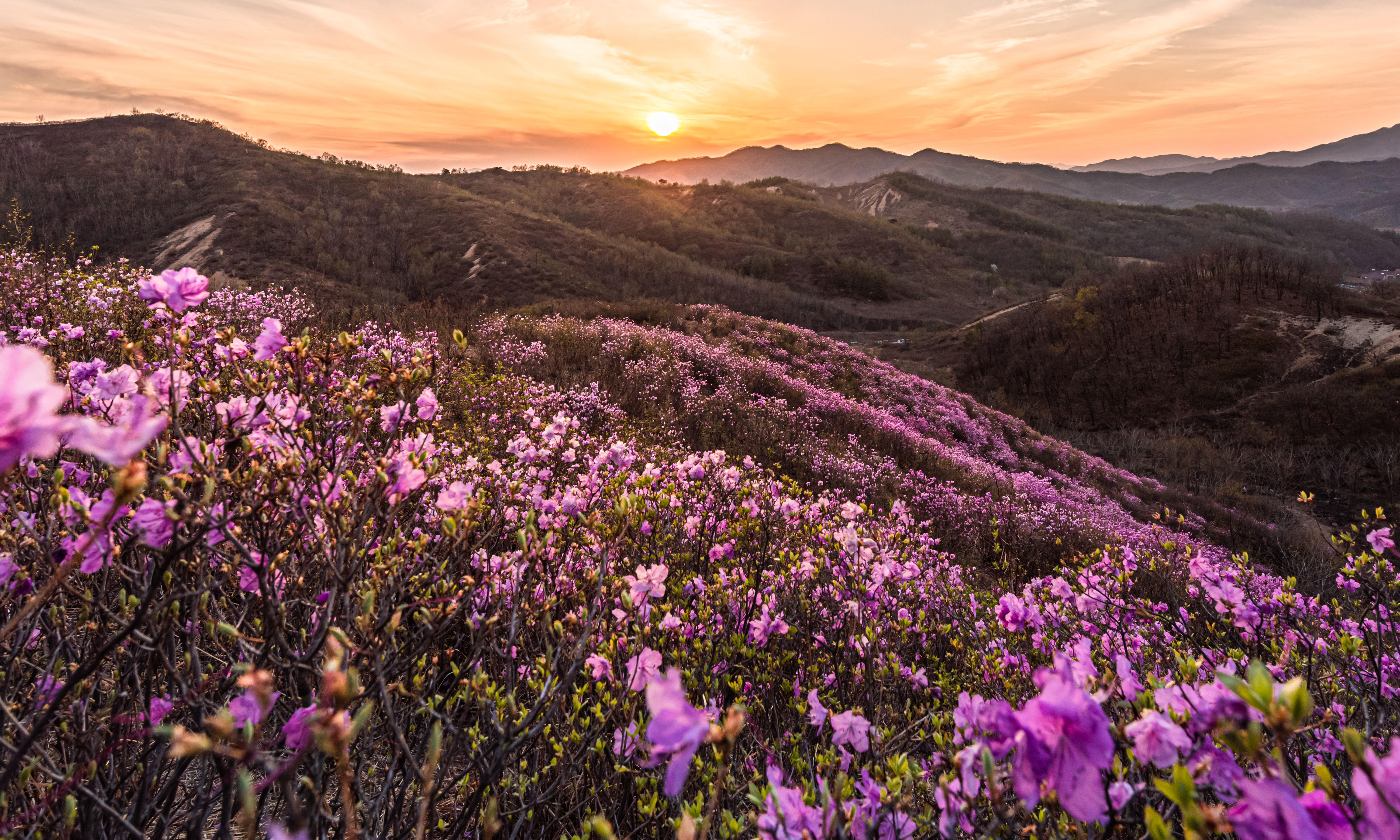 (环境)辽宁岫岩:映山红开灿若霞