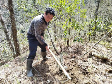 湖南为百余株资源冷杉安新家