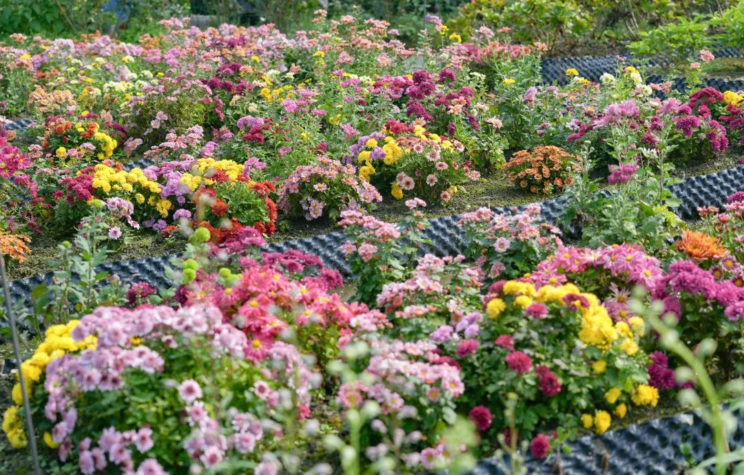 菊花美图与养护技巧大揭秘,带你领略秋日花海