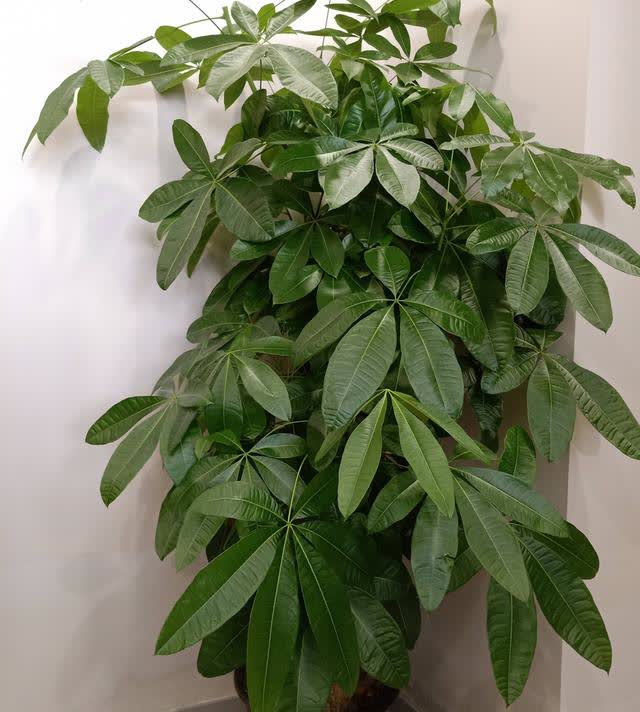 富贵美观大气,室内幸福财运花