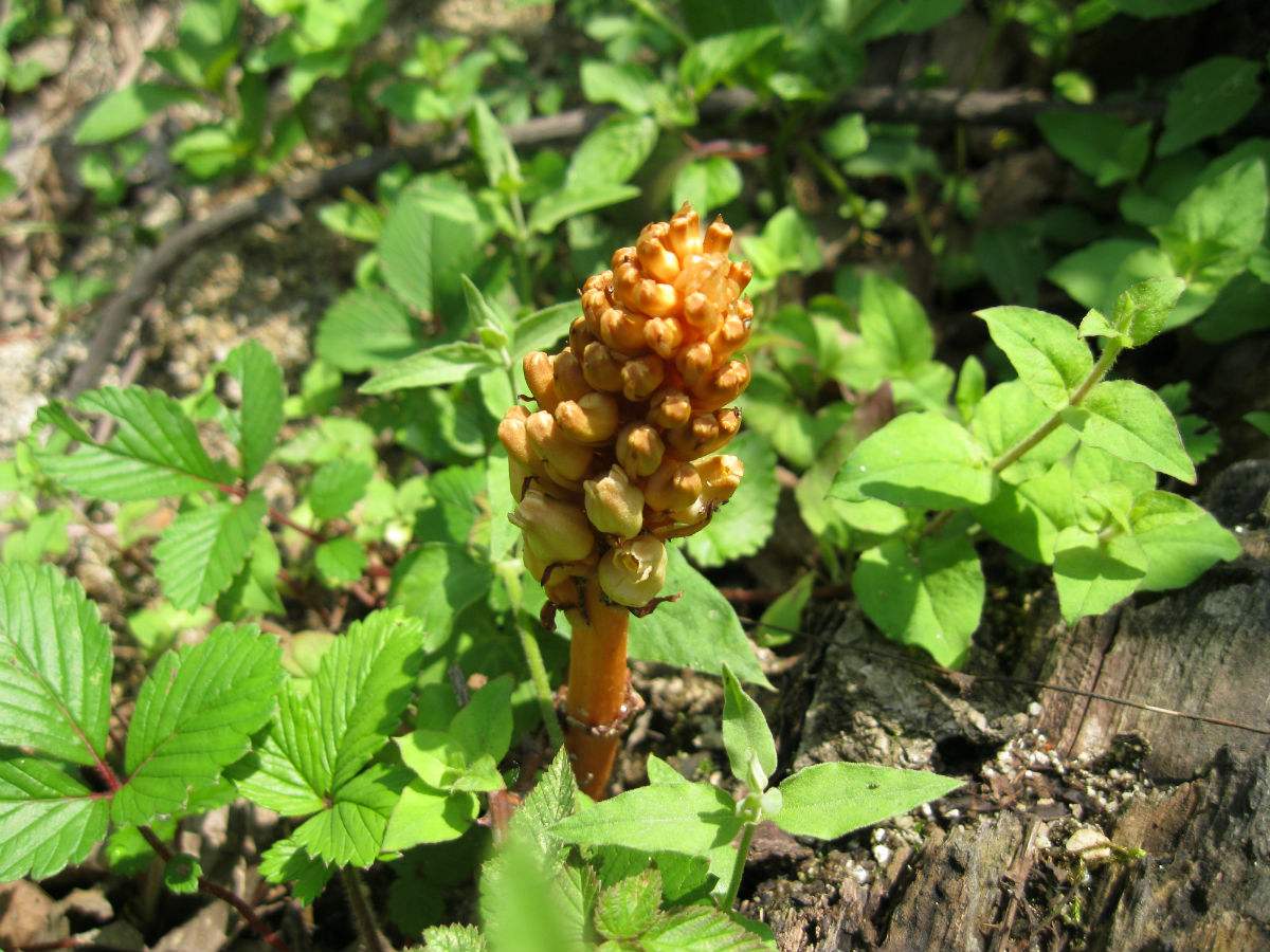 野生的600元一斤有人买,种植的2斤卖88元,山里人能赚钱吗?