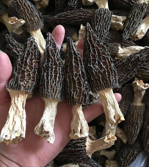 如何人工种植羊肚菌?云南春信农业