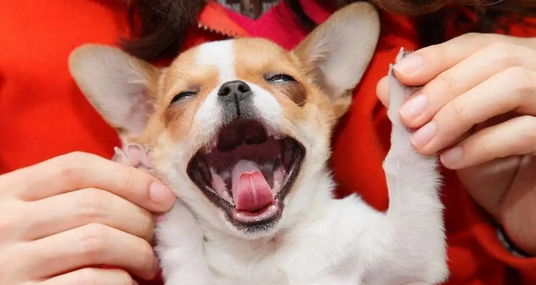 狗狗晚上突然异常兴奋咋回事