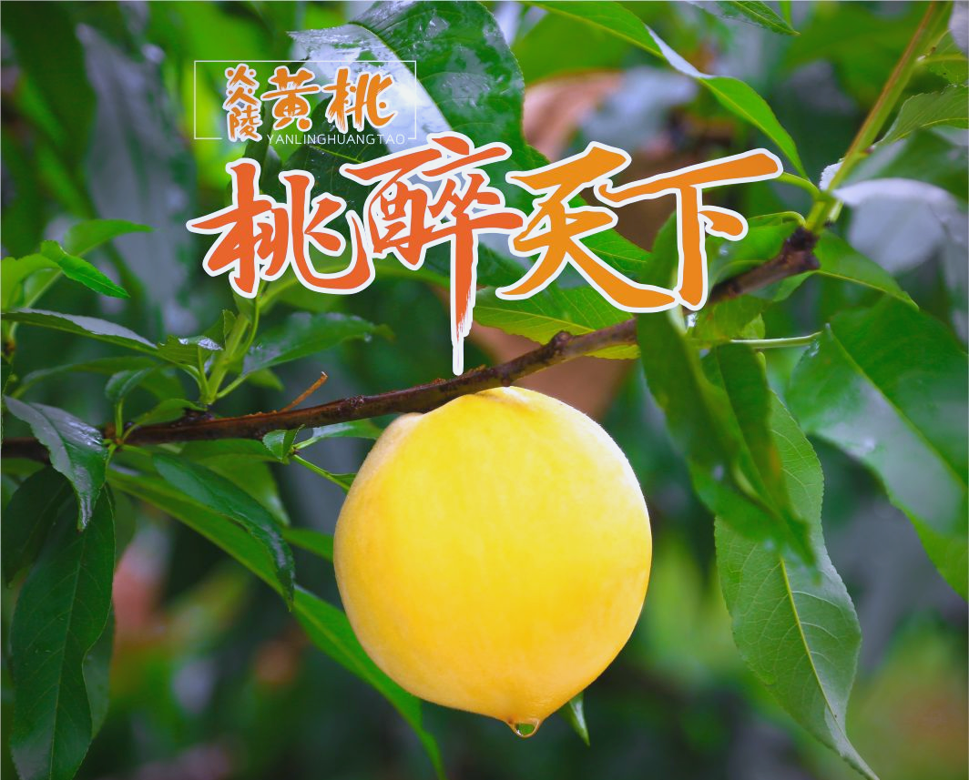 炎陵黄桃:从黄桃到乡村振兴的"黄桃传奇"