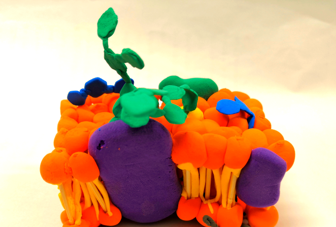 中学生自制细胞膜模型,让生物教学更生动