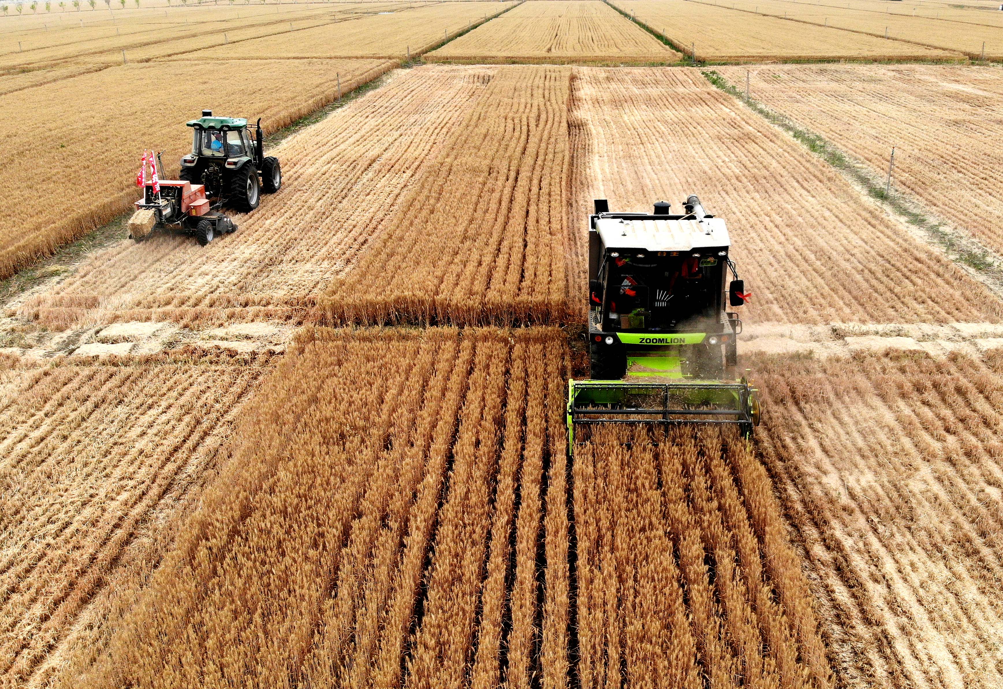 穗黄收获季 田间"抢粮"忙
