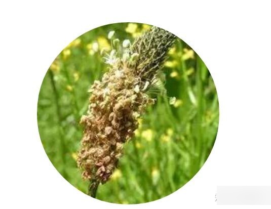 圆苞车前子壳    了解一下