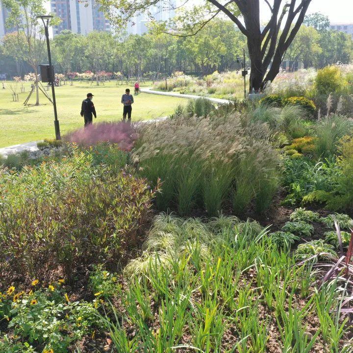 杭州专家走进常青人才公园跟进梦幻花园花境养护成果